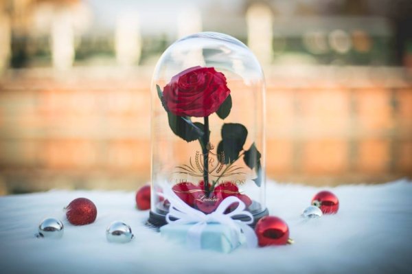 15542384_1348901368515718_3545784420198915322_n