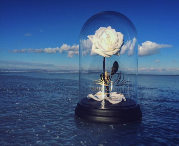 15977810_1400086323397222_4197569133434450622_n