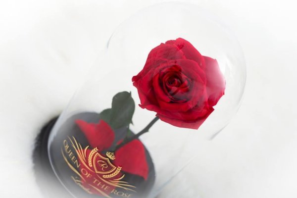 16174394_1410048899067631_526576187705028326_n