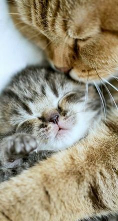 a83835a6b6a64f44eccc74191ba7c200